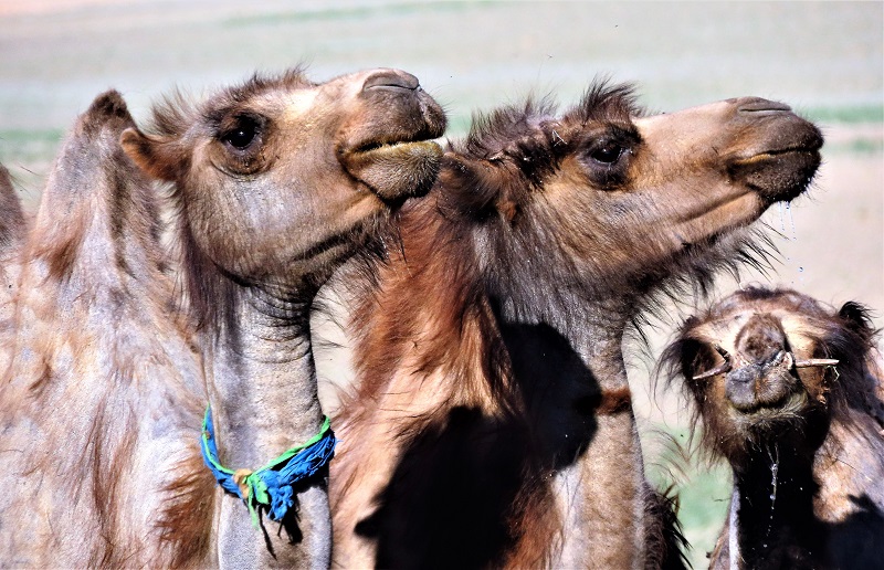 Camels. Photo © Gina Nichol 