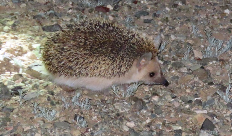 Long-eared Hedgehog. Photo © Gina Nichol