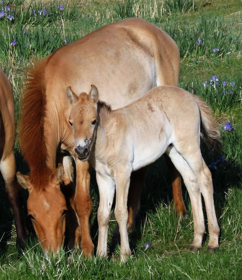 Prezwalski's Horses. Photo © Gina Nichol 