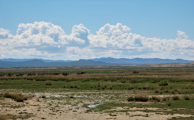 The Mongolian landscape (& Camels). Photo © Gina Nichol