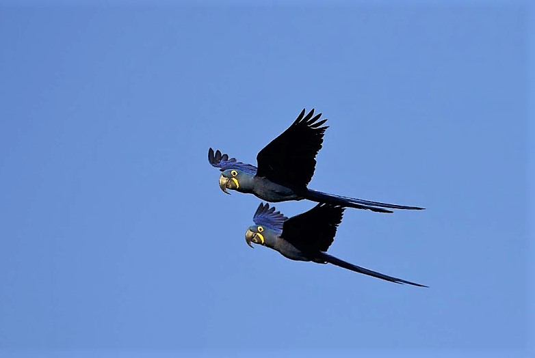 Hyacinth Macaws. Photo © Dan Berard.