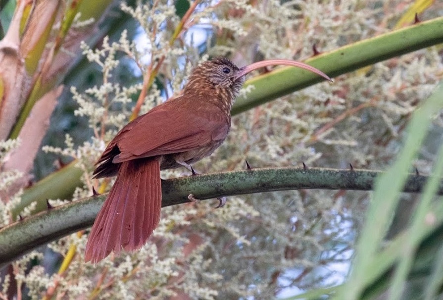 Red-billed Sicklebill. Photo © Dan Berard. 