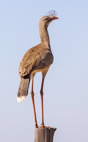 Red-legged Seriema