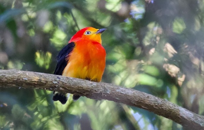 Band-tailed Manakin. Photo © Dan Berard.