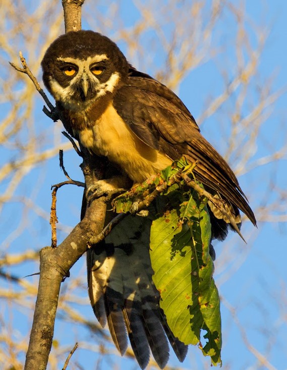 Spectacled Owl. Photo © Dan Berard.