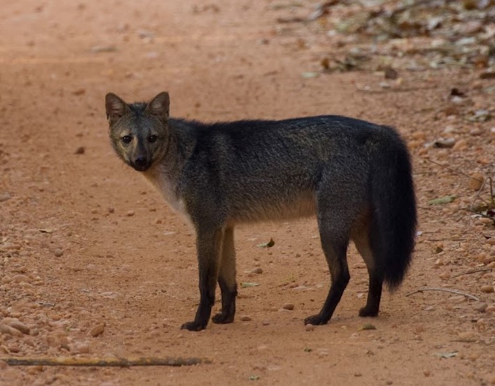 Crab-eating Fox. Photo © Dan Berard.