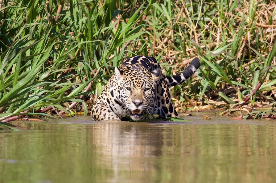 Jaguar. Photo © Dan Berard.