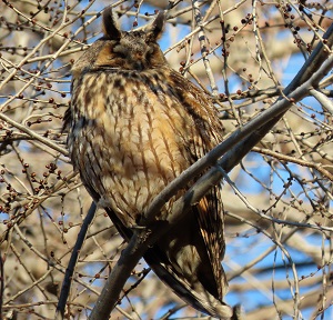 Long-eared Owl, Serbia. Photo © Gina Nichol.