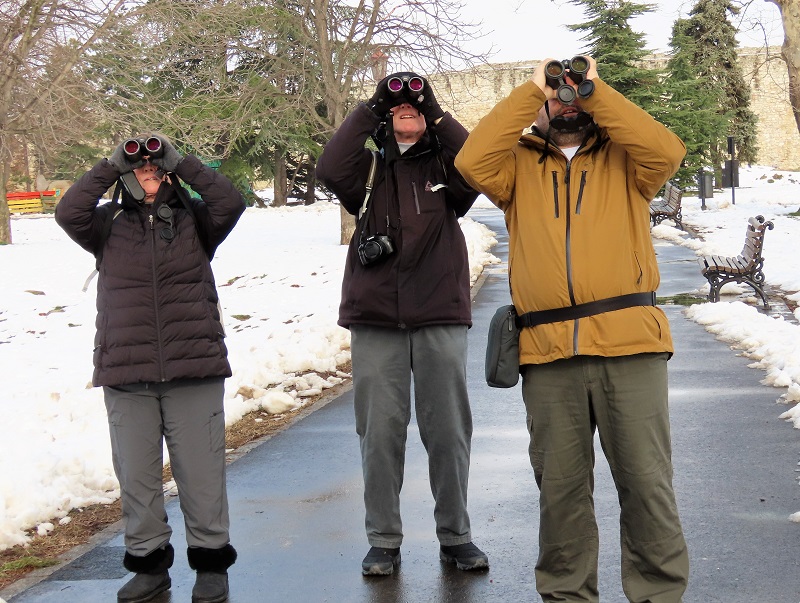 Watching Syrian Woodpecker. Photo © Gina Nichol. 