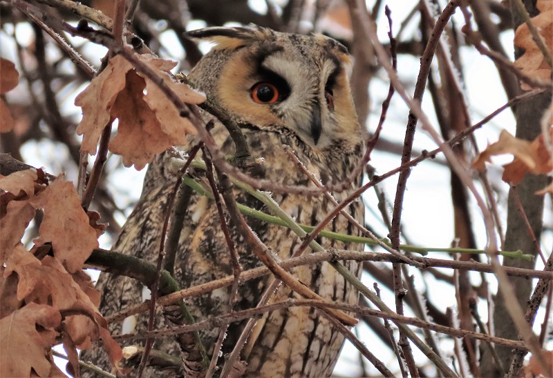 Long-eared Owl, Kikinda, Serbia. Photo © Gina Nichol. 