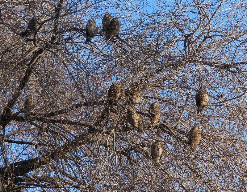 How many Long-eared Owls in one tree? Photo © Gina Nichol.