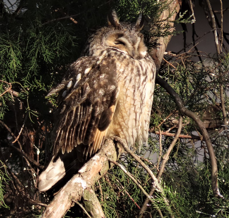 Long-eared Owl. Photo © Gina Nichol.