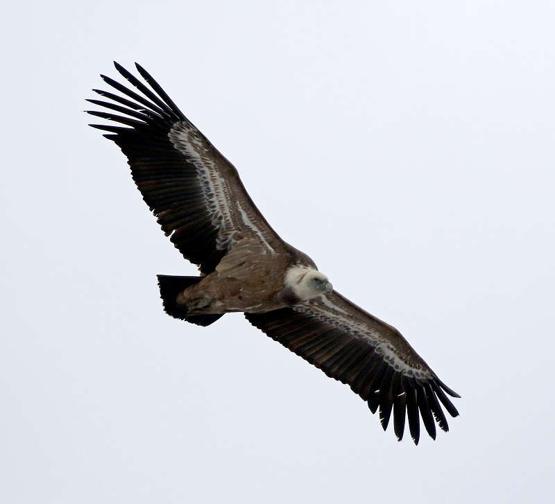 Eurasian Griffon Vulture. Photo © Gina Nichol.