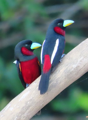 Black-and-red Broadbills. Photo © Gina Nichol.