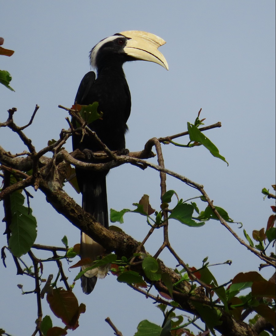 Black Hornbill. Photo © Gina Nichol.