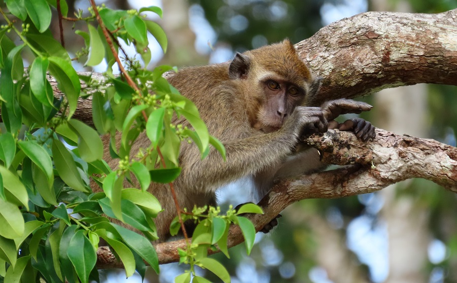 Long-tailed Macaque. Photo © Gina Nichol.