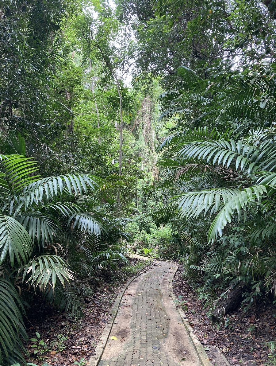 Manukan Island forest trail. Photo © Gina Nichol.