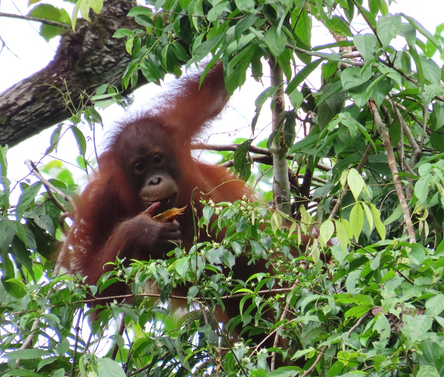 Orangutan. Photo © Gina Nichol.