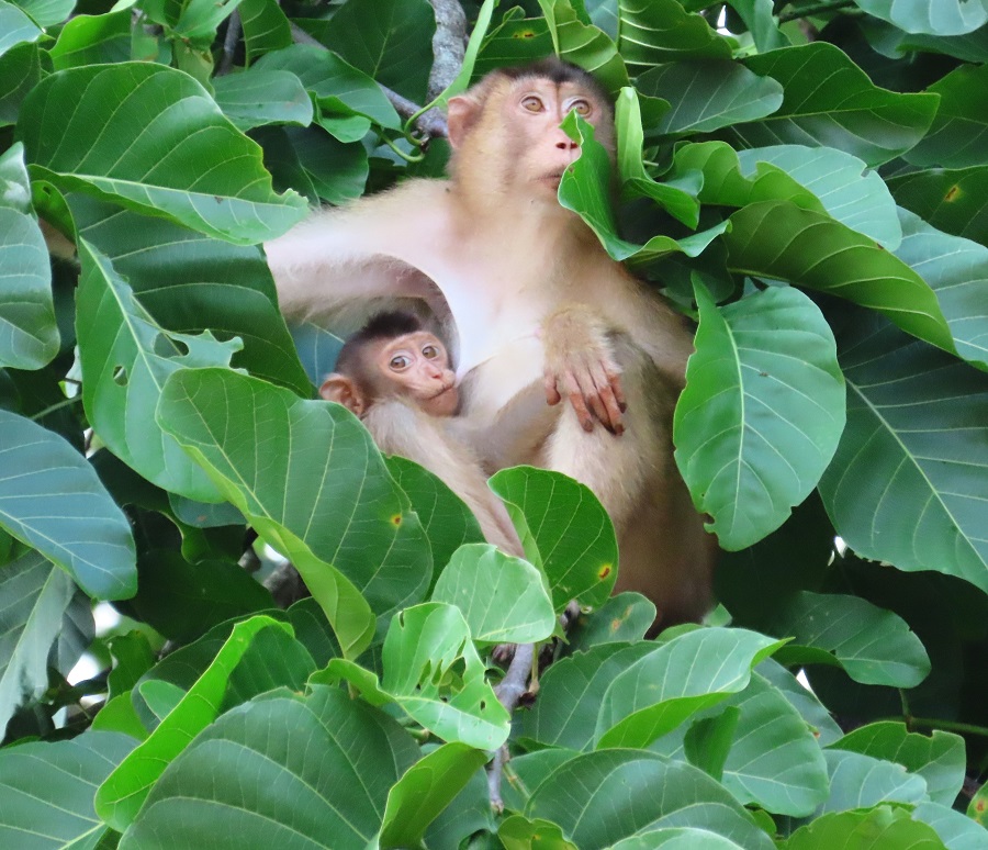 Pig-tailed Macaques. Photo © Gina Nichol.