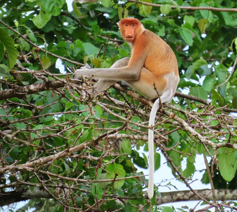 Proboscis Monkey (female). Photo © Gina Nichol.