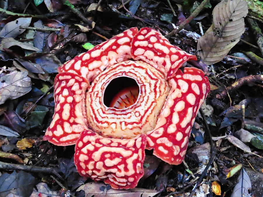 Rafflesia pricei. Photo © Gina Nichol.