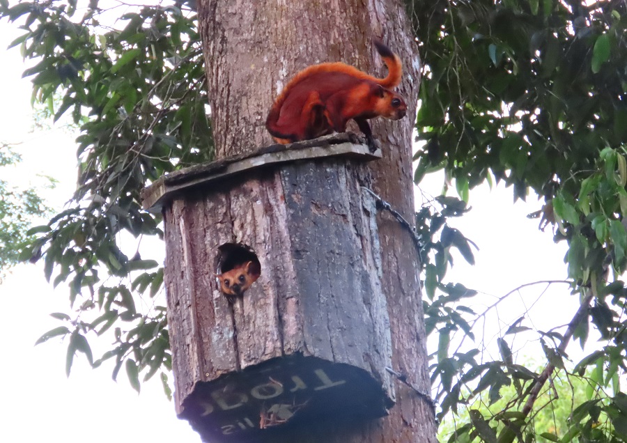 Red Giant Flying Squirrels. Photo © Gina Nichol.