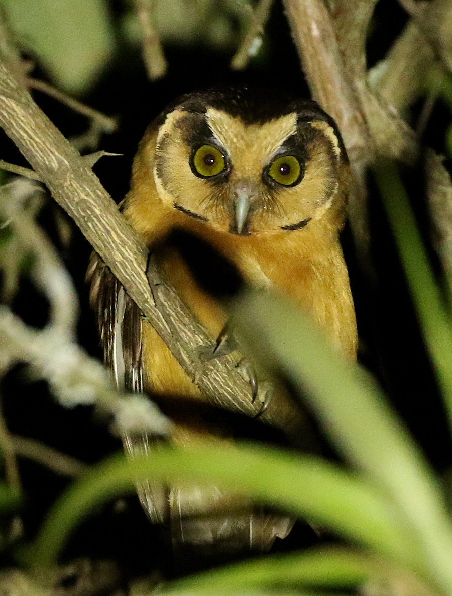 Buff-fronted Owl!. Photo © Steve Bird. 