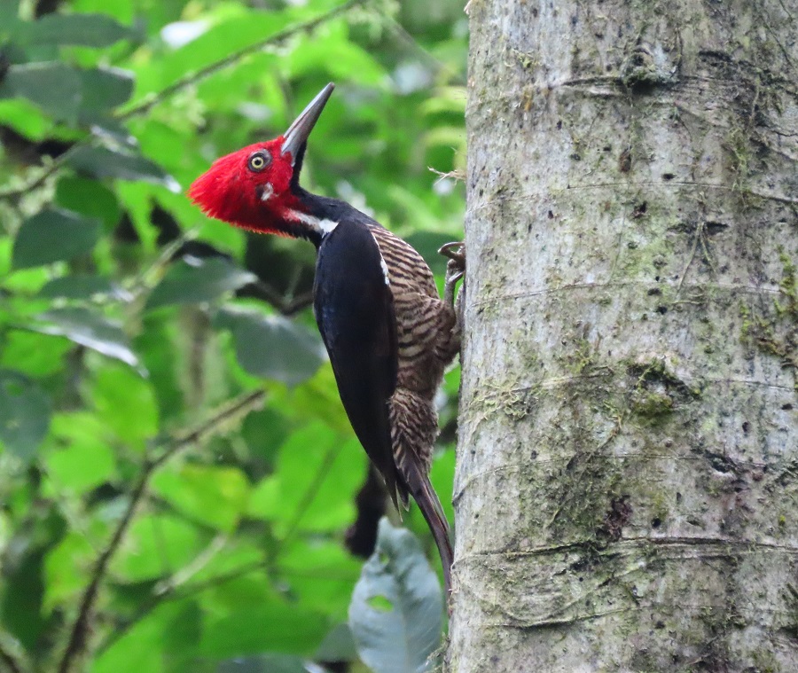 Guayaquil Woodpecker © Gina Nichol