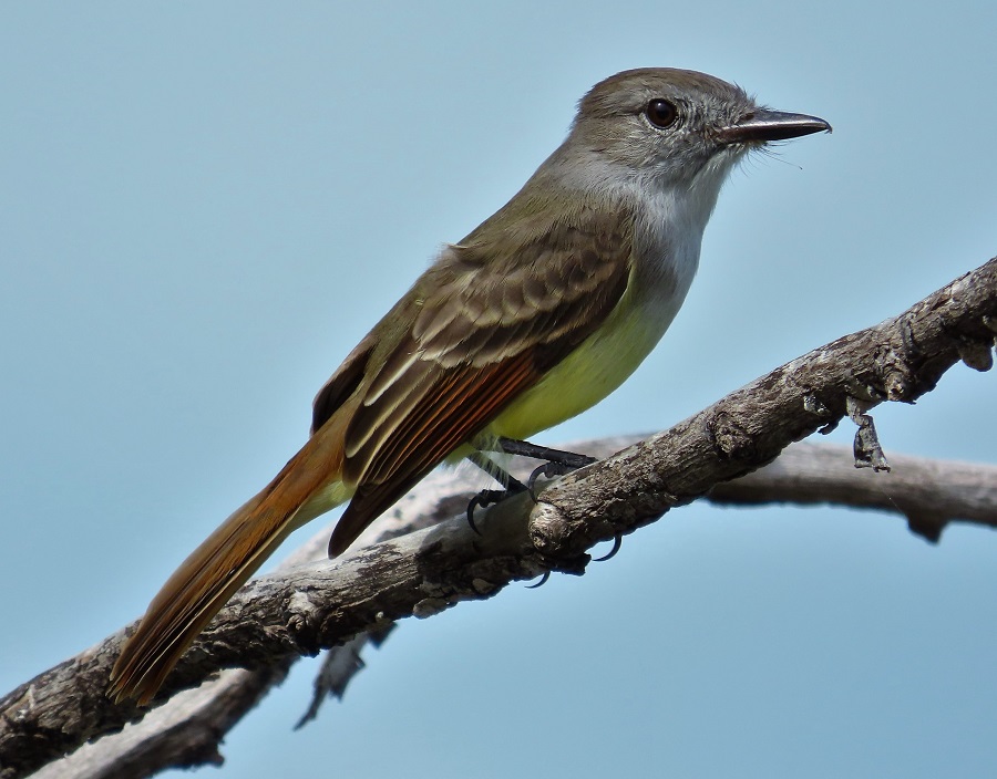 Lesser Antillean Flycatcher, Barbuda. Photo © Gina Nichol.