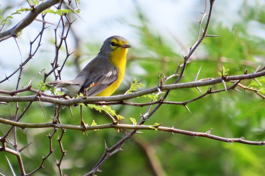 Barbuda Warbler. Photo © Gina Nichol. 