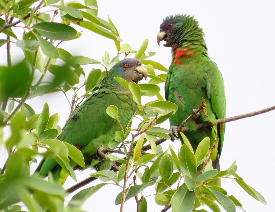 Red-necked Parrots, Dominica. Photo © Gina Nichol.