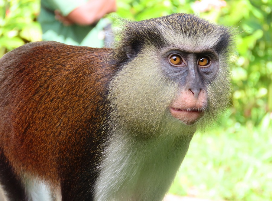 Mona Monkey, Grenada. Photo © Gina Nichol. 
