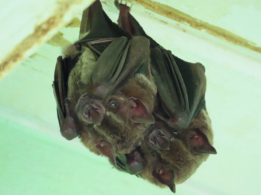 Greater Horseshoe Bats, Grenada. Photo © Gina Nichol. 
