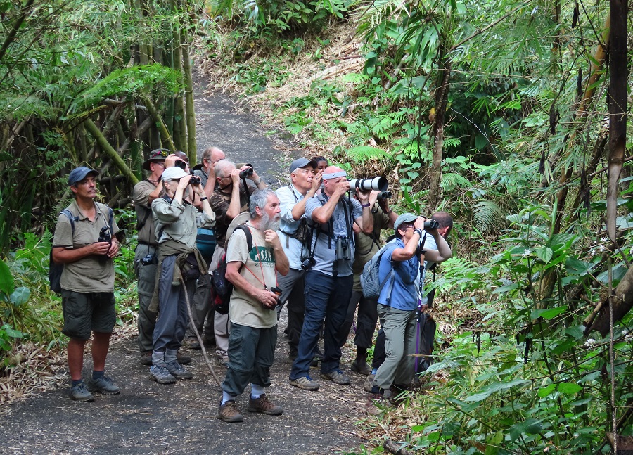 Watching Whistling Warbler in St. Vincent. Photo © Gina Nichol.