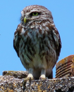 Little Owl. Photo © Gina Nichol.