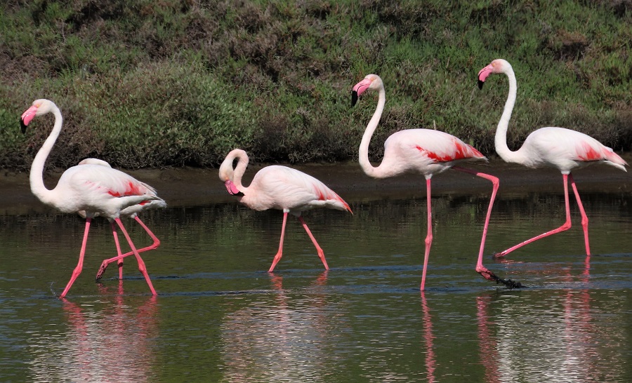 Flamingos, Lesvos 2023 