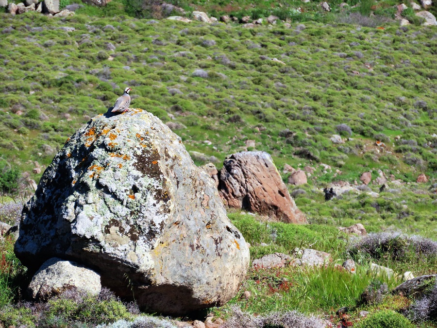 Chukar, Lesvos. Photo © Gina Nichol.