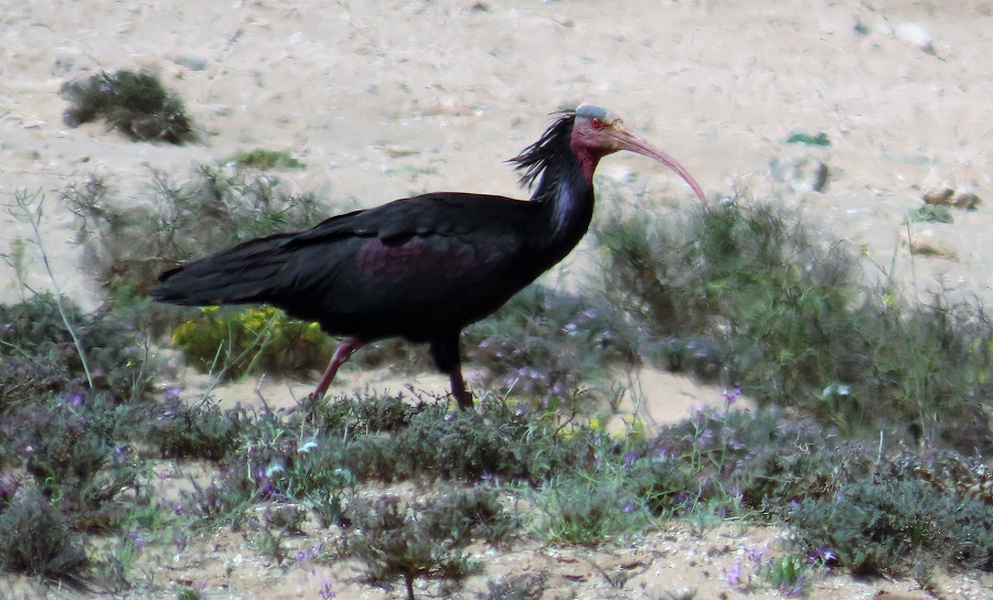 Northern Bald Ibis. Photo © Gina Nichol. 