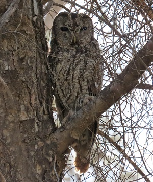 Maghreb Owl. Photo © Gina Nichol.