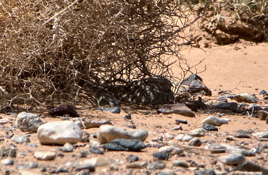 Egyptian Nightjar. Photo © Gina Nichol.