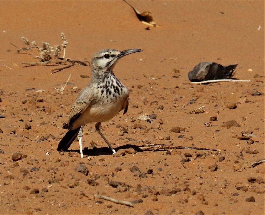 Greater Hoopoe-lark. Photo © Gina Nichol.