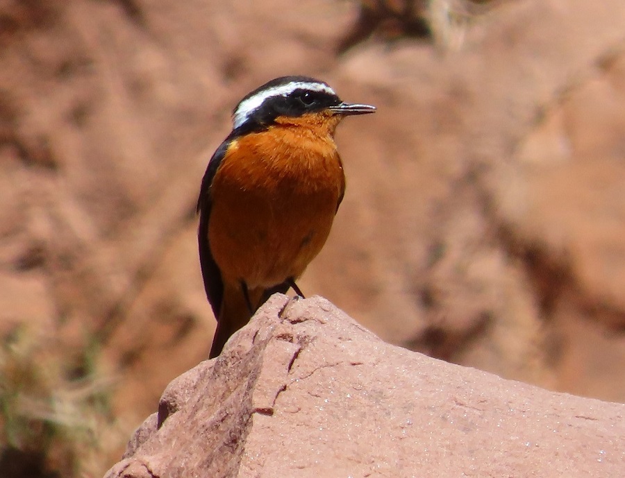 Moussier's Redstart. Photo © Gina Nichol. 