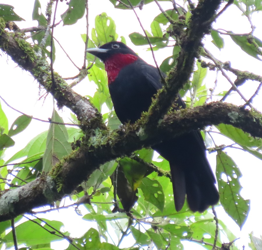 Purple-throated Fruitcrow, Pipeline Road, Panama © Gina Nichol