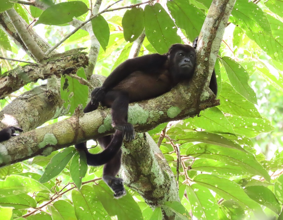 Mantled Howler Monkey © Gina Nichol