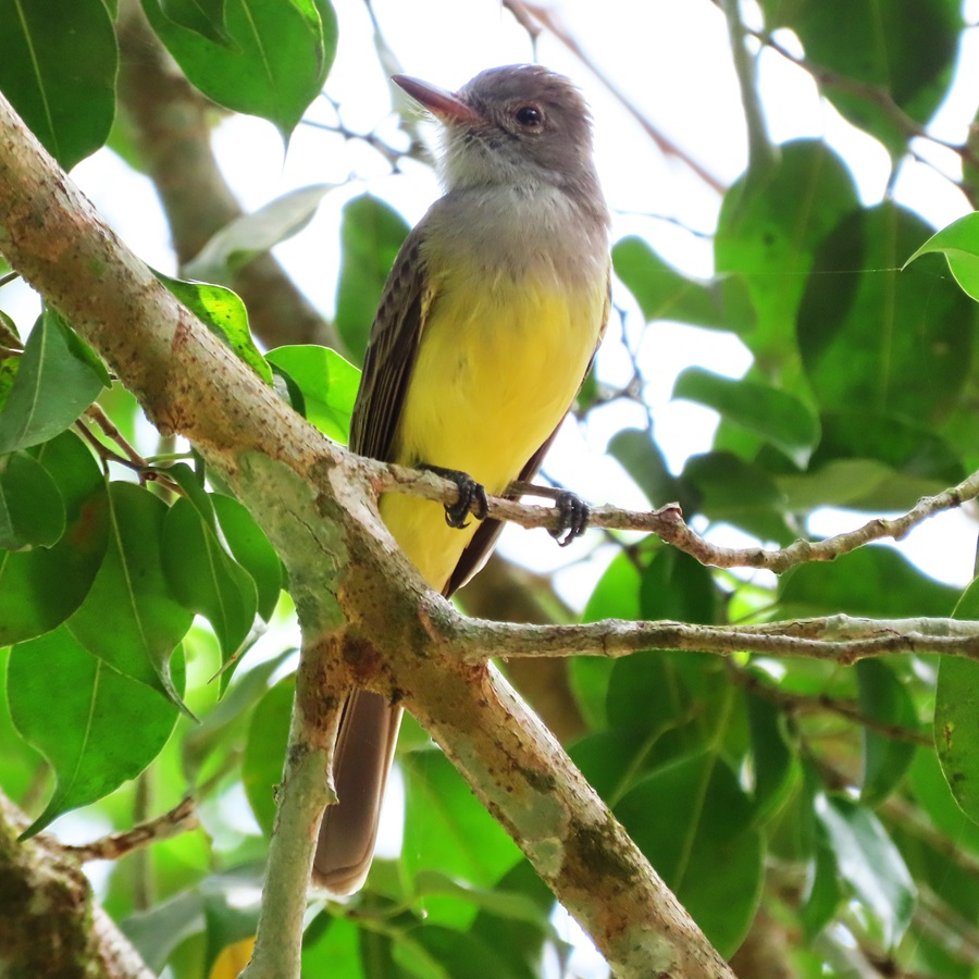 Panama Flycatcher © Gina Nichol