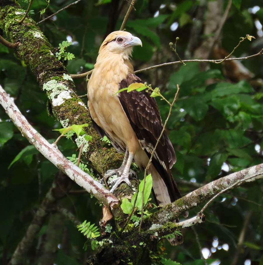 Yellow-headed Caracara by Gina Nichol