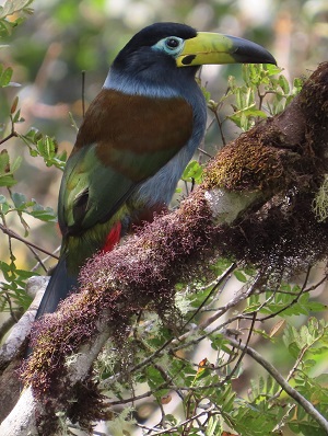 Hooded Mountain Toucan. Photo © Gina Nichol 