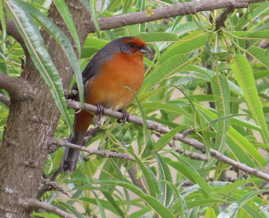 Cochabamba Mountain Finch, Bolivia. Photo © Gina Nichol