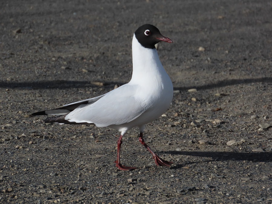 Andean Gull, Bolivia. Photo © Gina Nichol