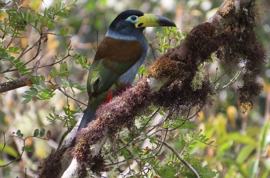 Hooded Mountain Toucan. Photo © Gina Nichol